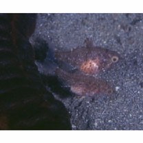 Foa brachygramma (Jenkins, 1903)