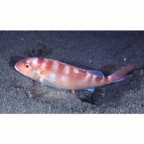 Nemipterus furcosus (Valenciennes, 1830)