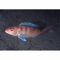 Nemipterus furcosus (Valenciennes, 1830)