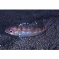 Nemipterus furcosus (Valenciennes, 1830)