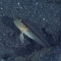 Myersina nigrivirgata Akihito et Meguro, 1983