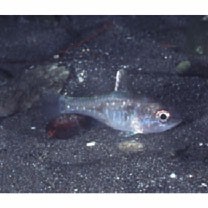 Apogon hoeveni Bleeker, 1854