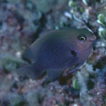 Stegastes fasciolatus (Ogilby, 1889)