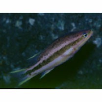 Liopropoma lemniscatum Randall et Taylor, 1988