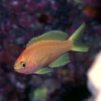 Pseudanthias parvirostris (Randall et Lubbock, 1981)