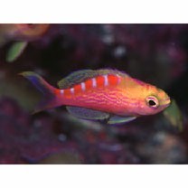 Pseudanthias flavoguttatus (Katayama et Masuda, 1980)