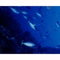 Naso minor Smith, 1966