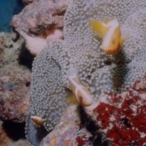 Amphiprion sandaracinos Allen, 1972