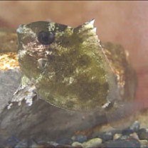 Naso vlamingii (Valenciennes, 1835)