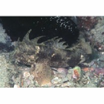 Paracentropogon longispinis (Cuvier, 1829)