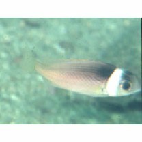 Scolopsis vosmeri (Bloch, 1792)