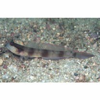 Amblyeleotris gymnocephala (Bleeker, 1853)