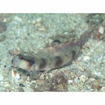 Amblyeleotris gymnocephala (Bleeker, 1853)