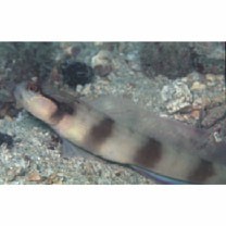 Amblyeleotris gymnocephala (Bleeker, 1853)