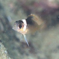 Scolopsis vosmeri (Bloch, 1792)