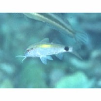 Parupeneus indicus (Shaw, 1803)