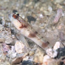 Amblyeleotris gymnocephala (Bleeker, 1853)