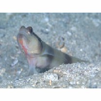 Amblyeleotris gymnocephala (Bleeker, 1853)