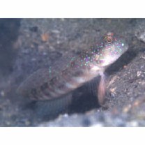 Cryptocentrus melanopus (Bleeker, 1860)