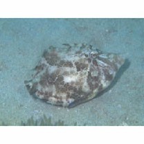 Monacanthus chinensis (Osbeck, 1765)