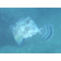 Monacanthus chinensis (Osbeck, 1765)