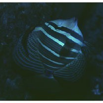 Zebrasoma veliferum (Bloch, 1795)