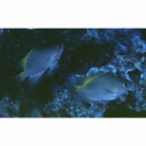 Pomacentrus lepidogenys Fowler et Bean, 1928