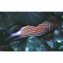 Sargocentron diadema (Lacepede, 1802)