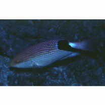 Bodianus loxozonus (Snyder, 1908)