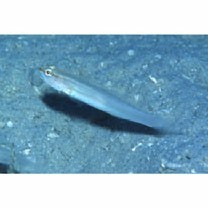 Amblygobius sp. A of Suzuki (2004)