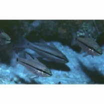 Pristiapogon fraenatus (Valenciennes, 1832)