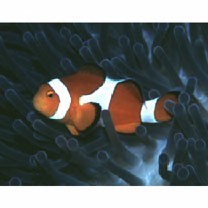 Amphiprion ocellaris Cuvier, 1830