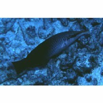 Gomphosus varius Lacepede, 1801