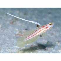 Stonogobiops yasha Yoshino et Shimada, 2001