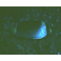 Chaetodontoplus mesoleucus (Bloch, 1787)