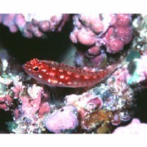 Eviota prasites Jordan et Seale, 1906