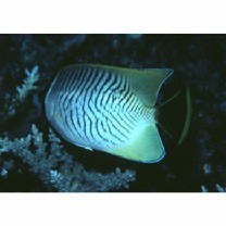 Chaetodon trifascialis Quoy et Gaimard, 1825