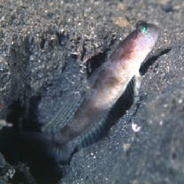 Cryptocentrus shigensis Kuroda, 1956