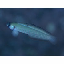 Ptereleotris zebra (Fowler, 1938)