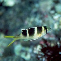 Monotaxis grandoculis (Forsskal, 1775)