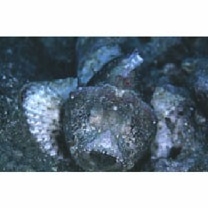 Scorpaenopsis neglecta Heckel, 1837 or S. diabolus Cuvier, 1829