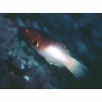 Bodianus axillaris (Bennett, 1832)