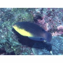 Anampses twistii Bleeker, 1856