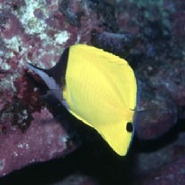 Forcipiger flavissimus Jordan et McGregor, 1898