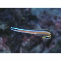 Gunnellichthys curiosus Dawson, 1968