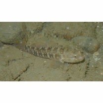 Tridentiger trigonocephalus (Gill, 1859)