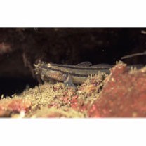 Tridentiger trigonocephalus (Gill, 1859)