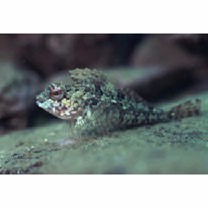 Bero elegans (Steindachner, 1881)