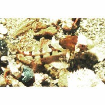 Cottidae, indet. gen. & sp