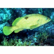 Epinephelus akaara (Temminck et Schlegel, 1842)